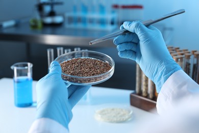 Photo of GMO concept. Scientist holding petri dish with buckwheat grains and tweezers in laboratory, closeup