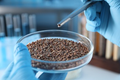 Photo of GMO concept. Scientist holding petri dish with buckwheat grains and tweezers in laboratory, closeup