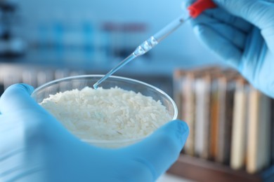 Photo of GMO concept. Scientist dripping something onto rice grains in laboratory, closeup