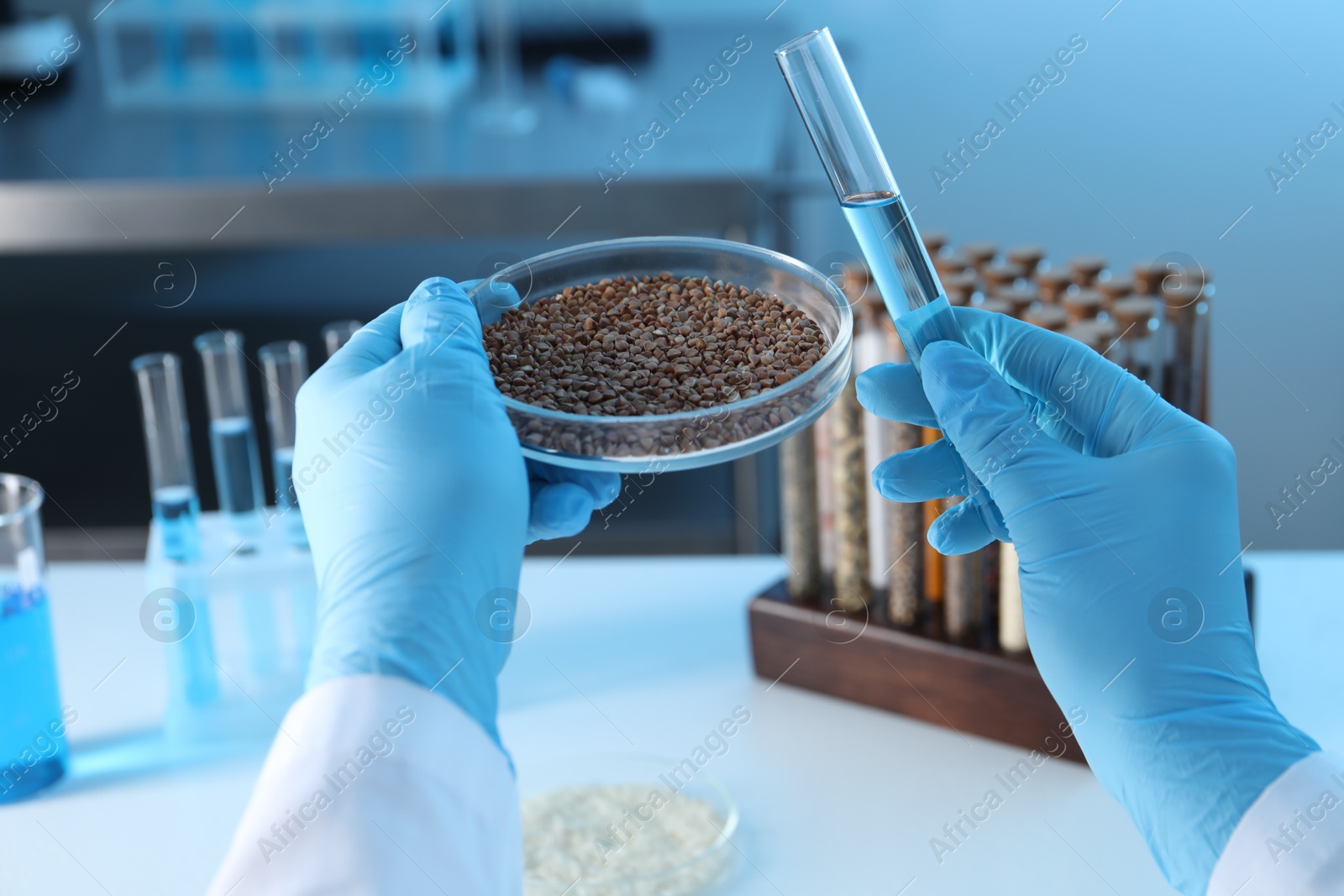 Photo of GMO concept. Scientist holding petri dish with buckwheat grains and test tube in laboratory, closeup