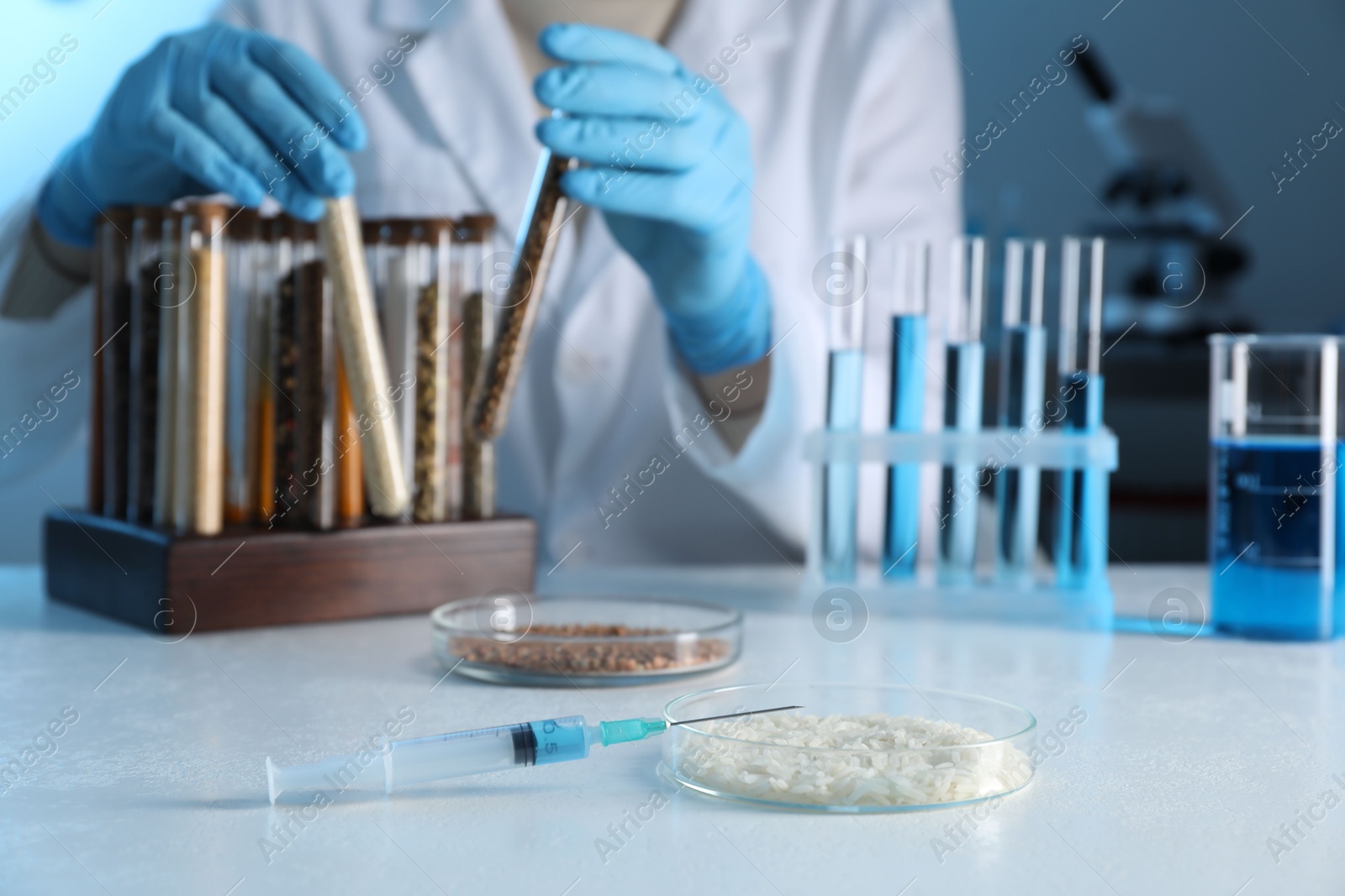 Photo of GMO concept. Scientist taking test tubes at table in laboratory, focus on petri dishes with cereal grains and syringe