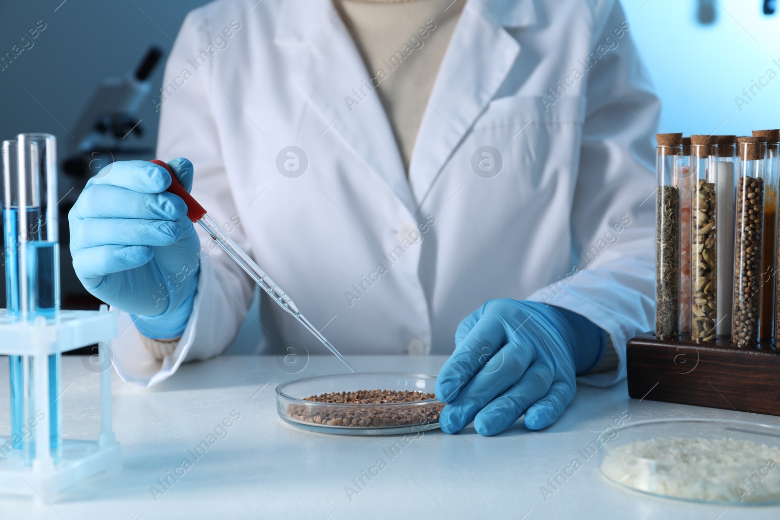 Photo of GMO concept. Scientist dripping something onto buckwheat grains at white table in laboratory, closeup