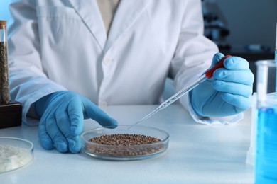 Photo of GMO concept. Scientist dripping something onto buckwheat grains at white table in laboratory, closeup