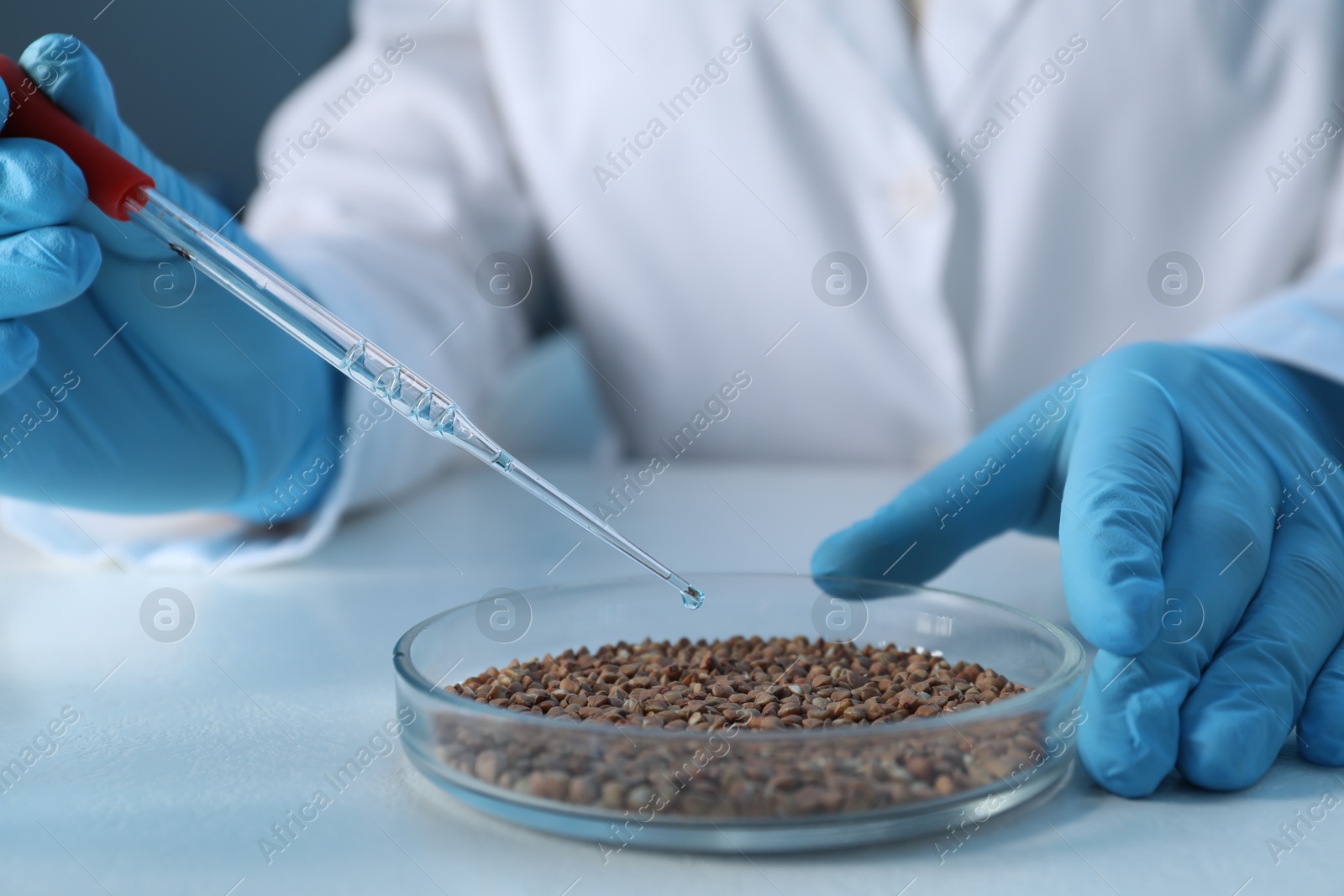 Photo of GMO concept. Scientist dripping something onto buckwheat grains at white table in laboratory, closeup