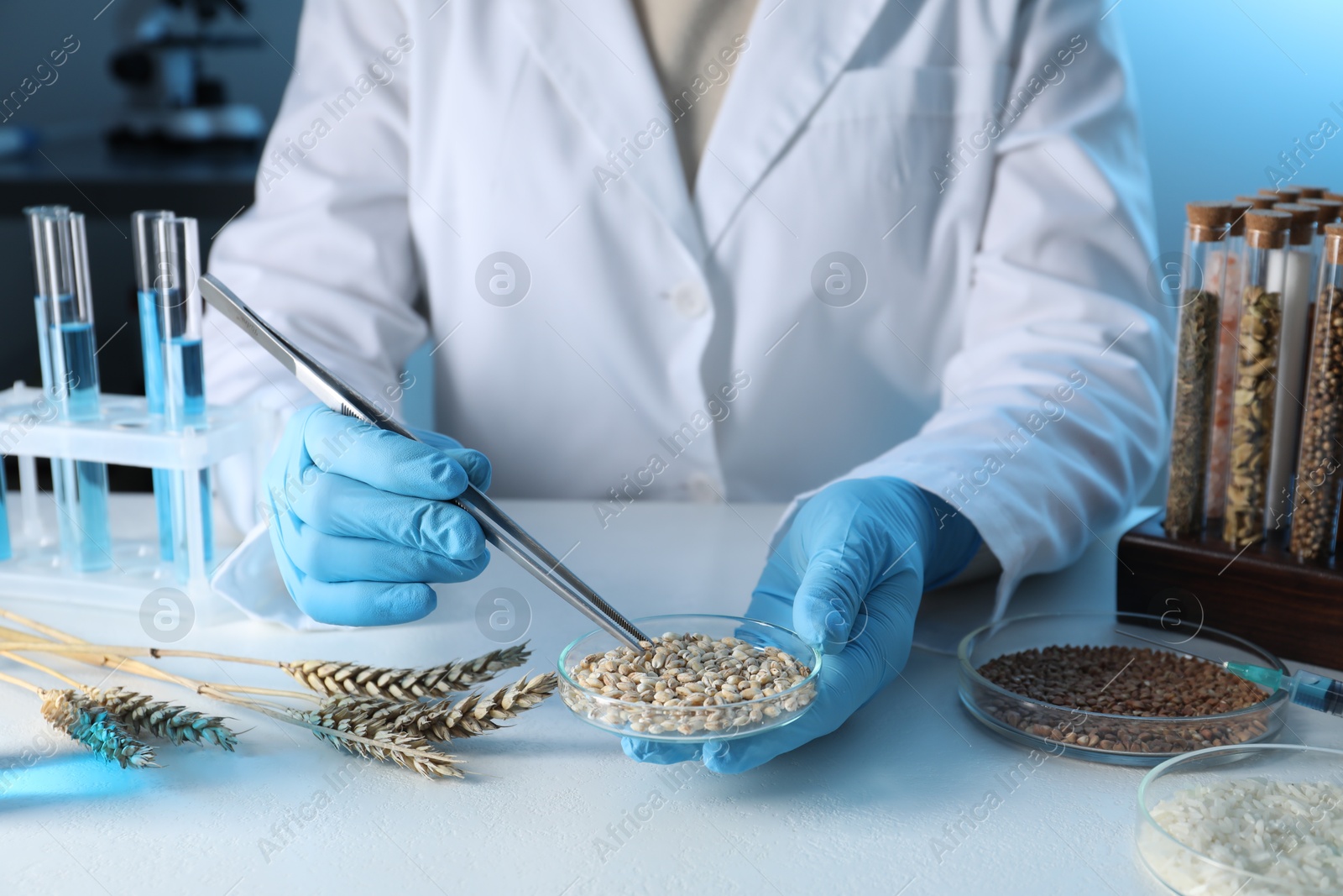 Photo of GMO concept. Scientist holding petri dish with wheat grains and tweezers at white table in laboratory, closeup