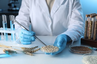 Photo of GMO concept. Scientist holding petri dish with wheat grains and tweezers at white table in laboratory, closeup