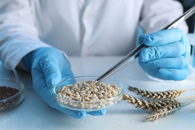 Photo of GMO concept. Scientist holding petri dish with wheat grains and tweezers at white table in laboratory, closeup