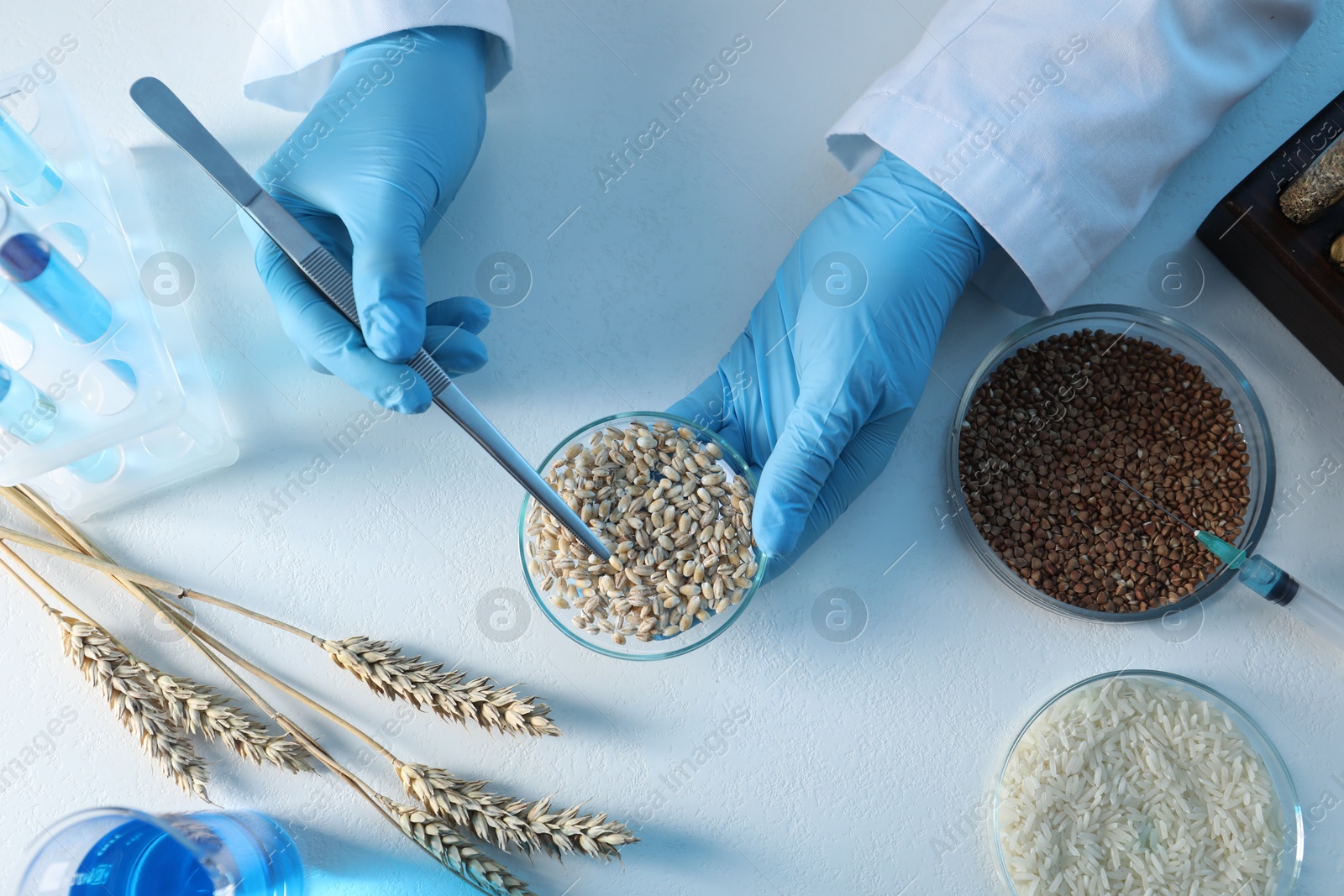 Photo of GMO concept. Scientist holding petri dish with wheat grains and tweezers at white table in laboratory, top view