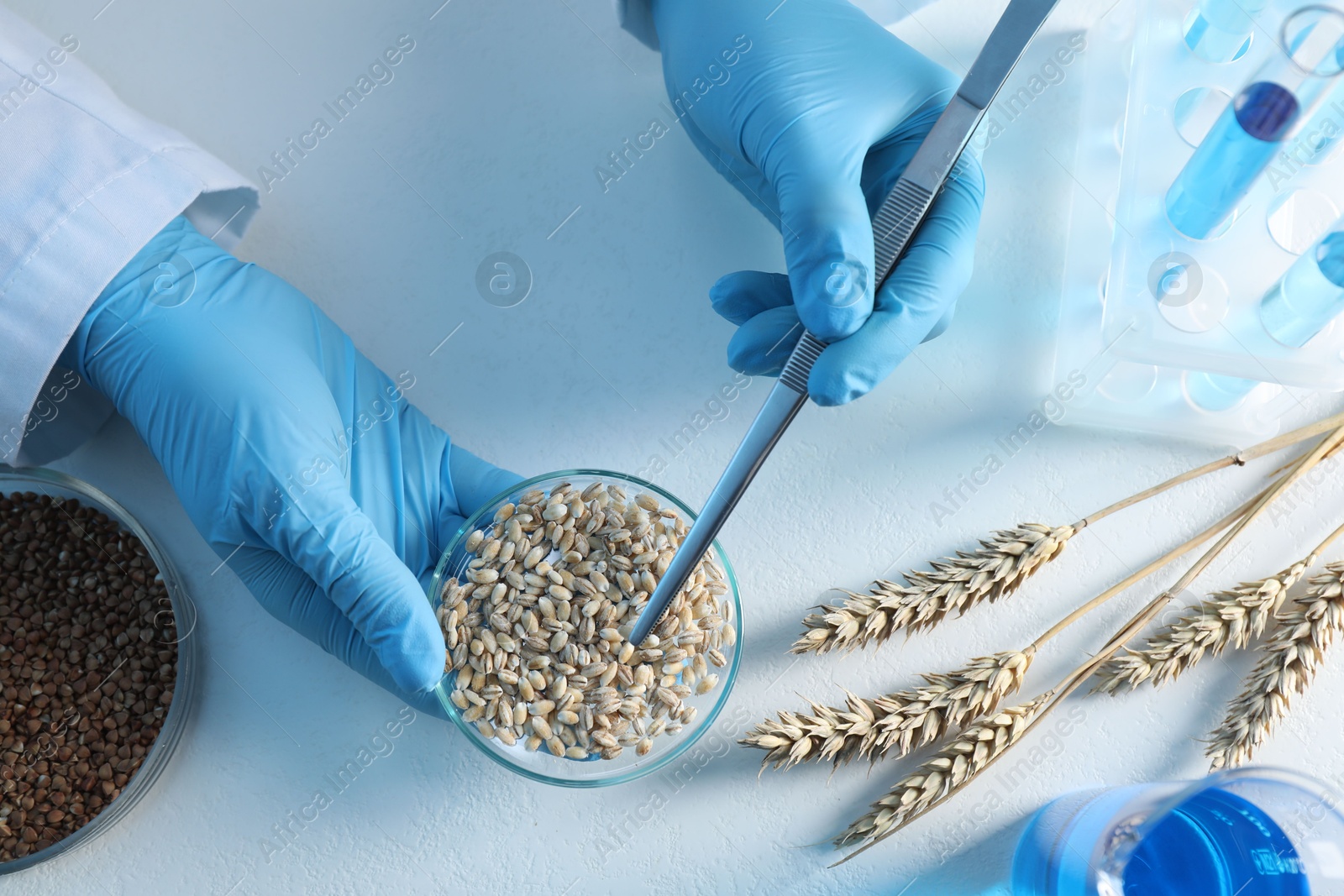 Photo of GMO concept. Scientist holding petri dish with wheat grains and tweezers at white table in laboratory, top view