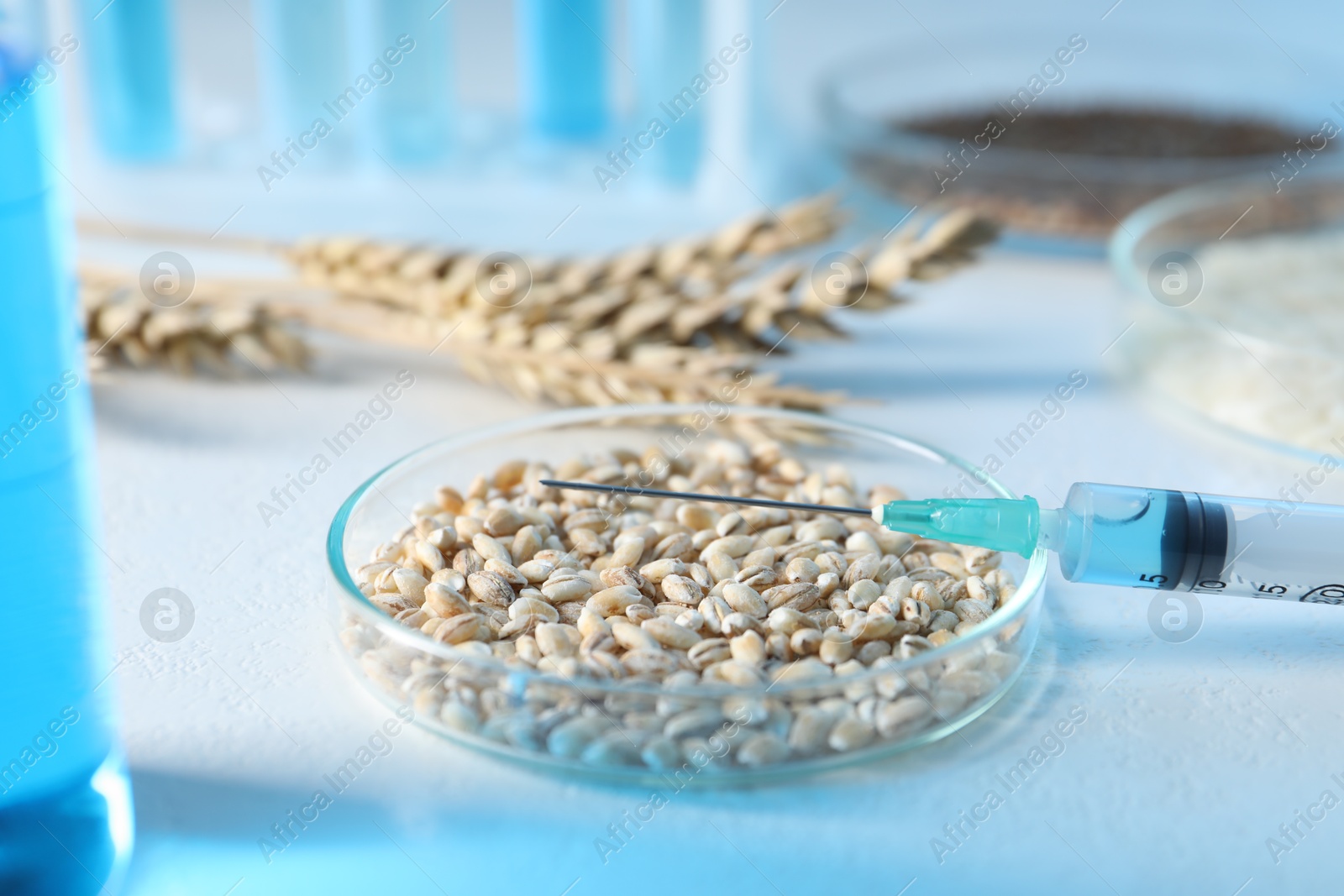 Photo of GMO concept. Petri dish with wheat grains, syringe and spikes on white table, closeup