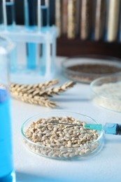 Photo of GMO concept. Petri dish with wheat grains, syringe and spikes on white table, closeup