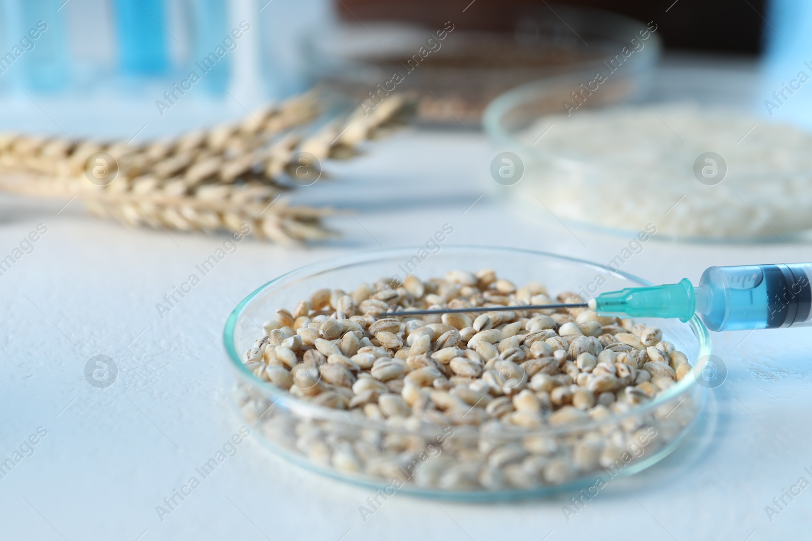 Photo of GMO concept. Petri dish with wheat grains, syringe and spikes on white table, closeup