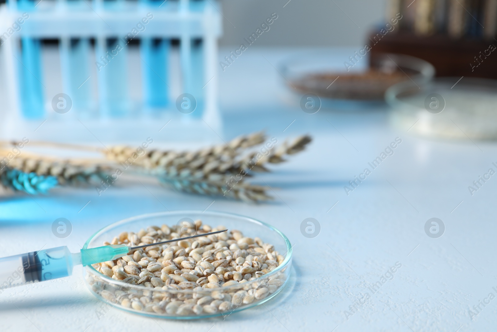 Photo of GMO concept. Petri dish with wheat grains, syringe and spikes on white table, closeup. Space for text