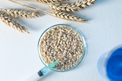 Photo of GMO concept. Petri dish with wheat grains, syringe and spikes on white table, flat lay