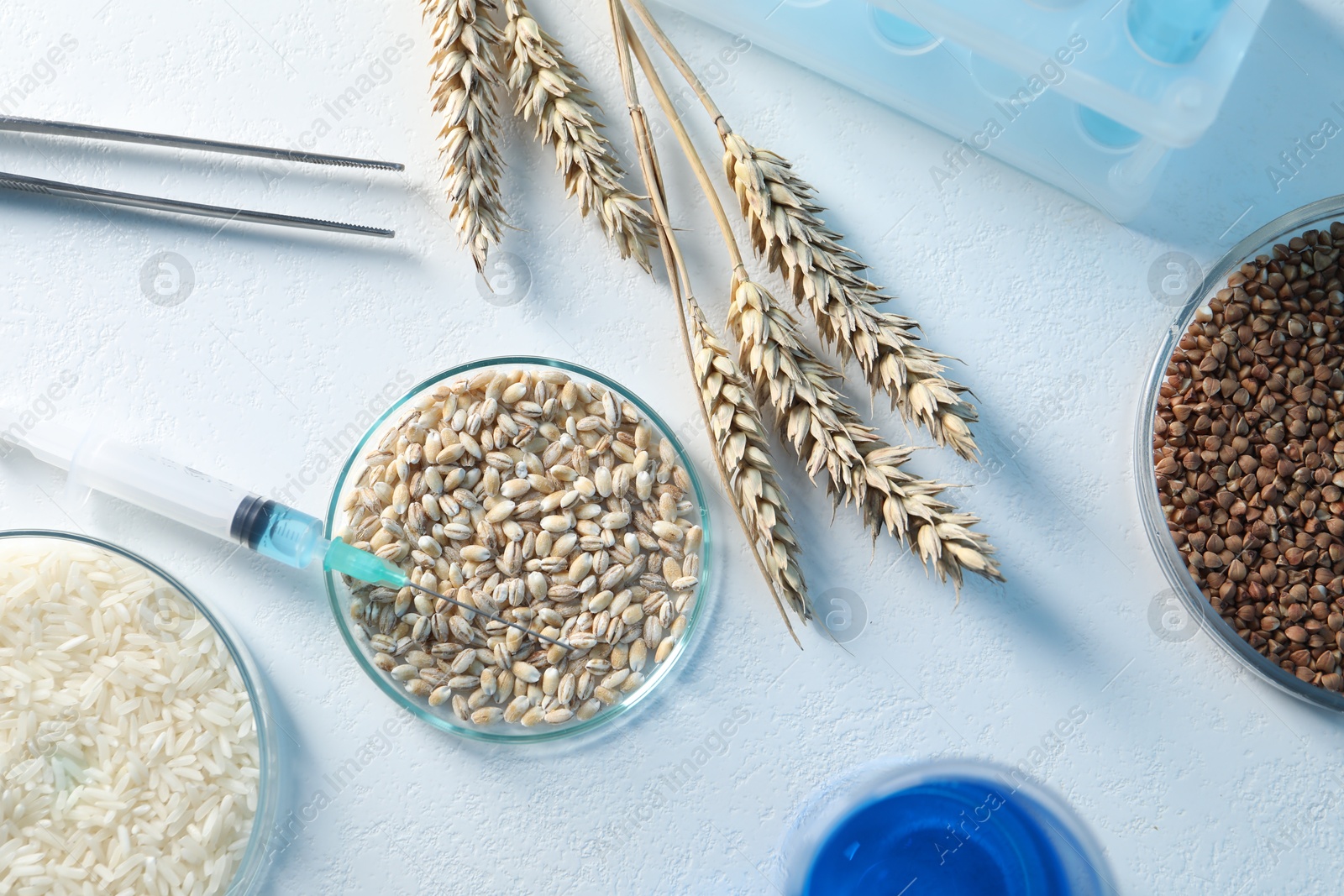 Photo of GMO concept. Petri dishes with cereal grains, syringe, tweezers and spikes on white table, flat lay