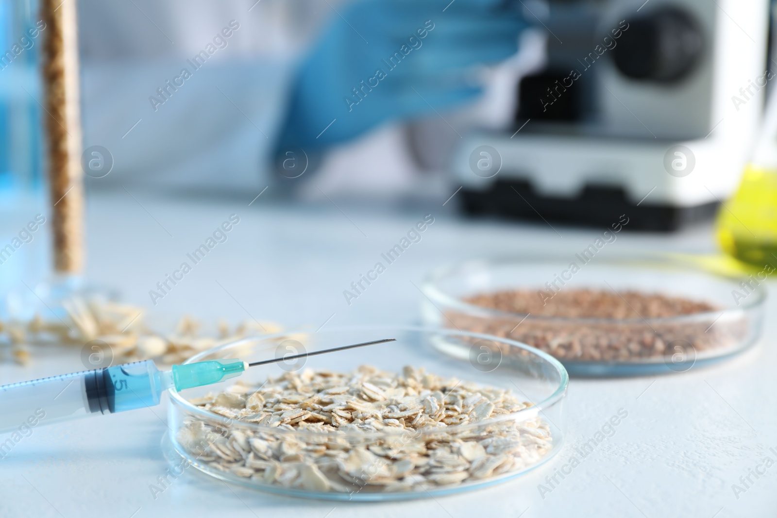 Photo of GMO concept. Scientist using microscope at table in laboratory, focus on petri dish with oat grains and syringe