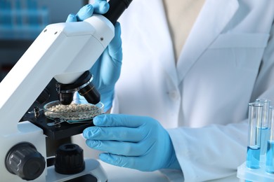 Photo of GMO concept. Scientist examining wheat grains under microscope in laboratory, closeup