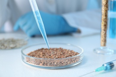 Photo of GMO concept. Scientist dripping something onto buckwheat grains at white table in laboratory, closeup