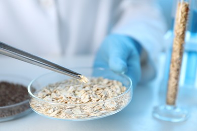 Photo of GMO concept. Scientist holding petri dish with oat grains and tweezers at table in laboratory, closeup