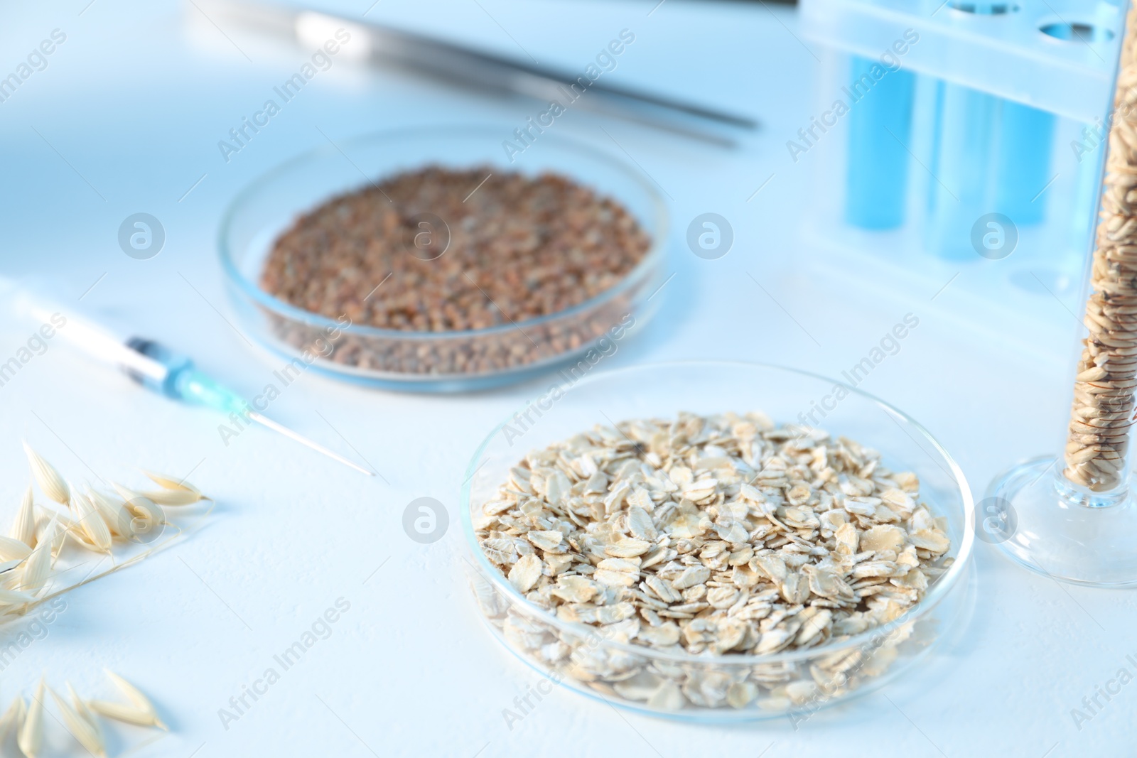 Photo of GMO concept. Petri dishes with cereal grains, florets and syringe on white table, closeup