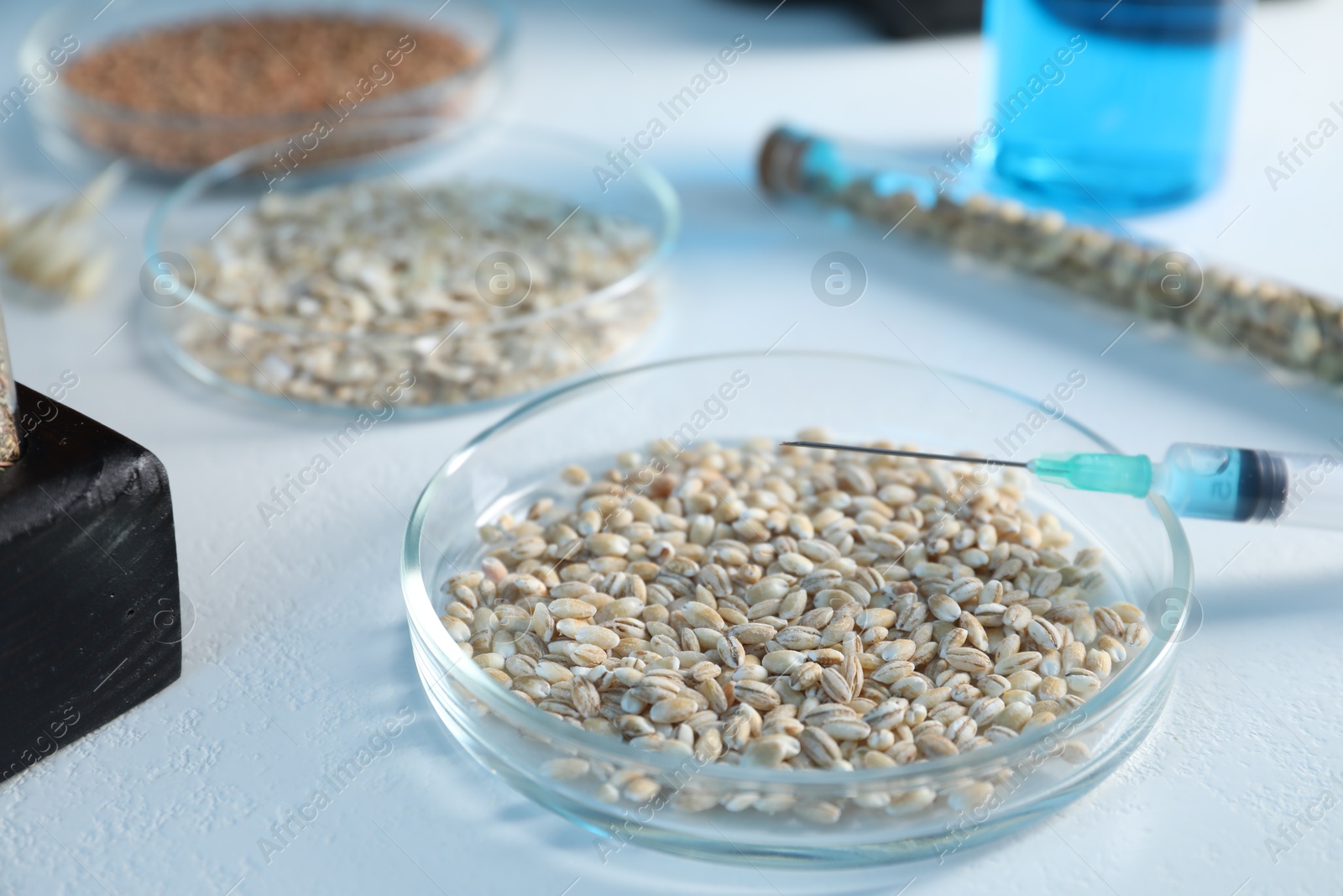 Photo of GMO concept. Petri dish with wheat grains and syringe on white table, closeup