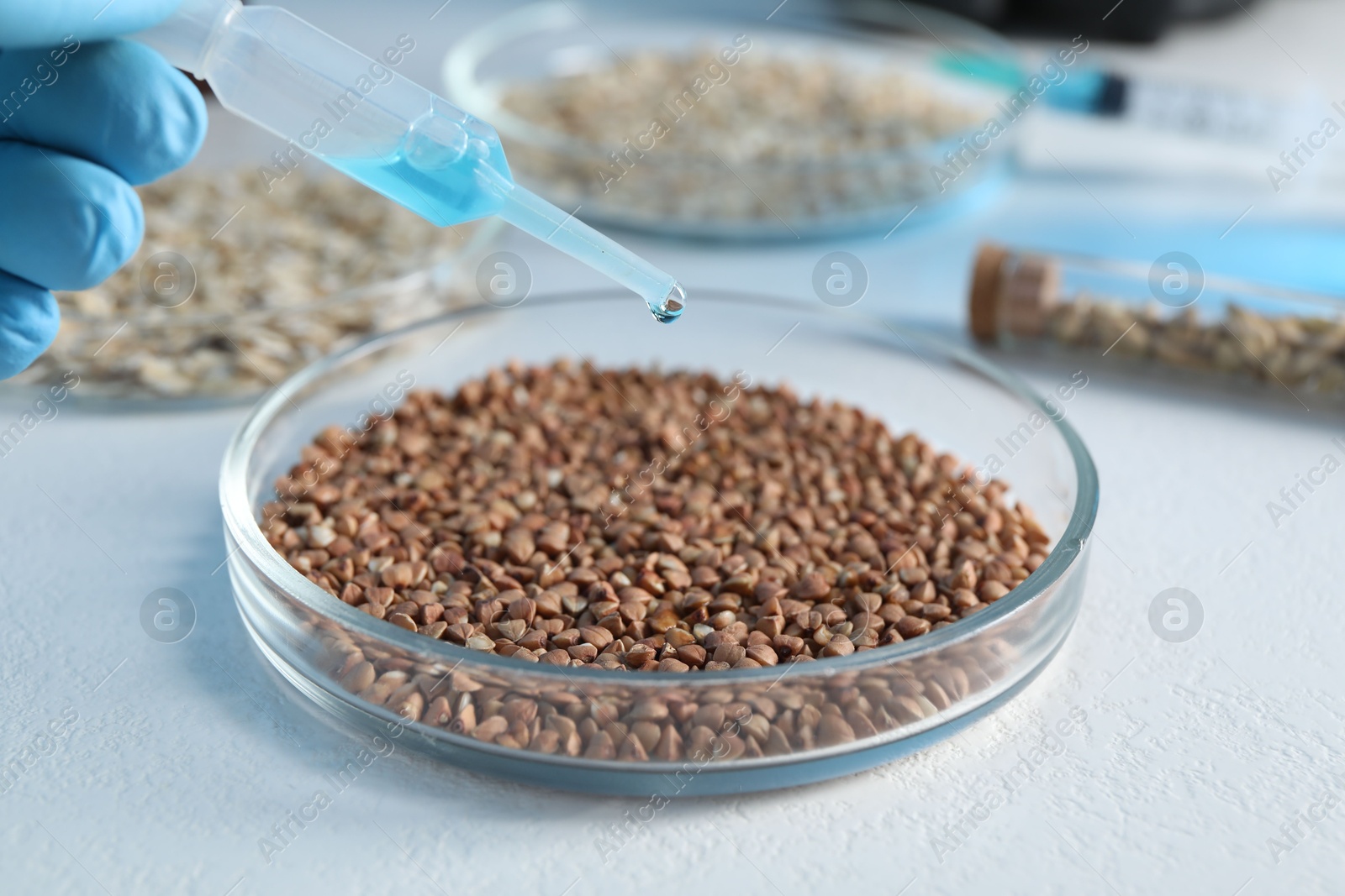 Photo of GMO concept. Scientist dripping something onto buckwheat grains at white table in laboratory, closeup