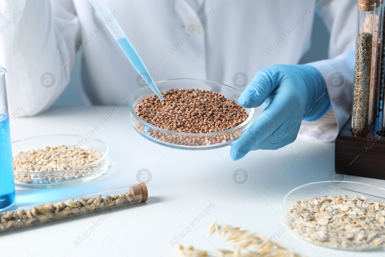 Photo of GMO concept. Scientist dripping something onto buckwheat grains at white table in laboratory, closeup