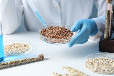 Photo of GMO concept. Scientist dripping something onto buckwheat grains at white table in laboratory, closeup