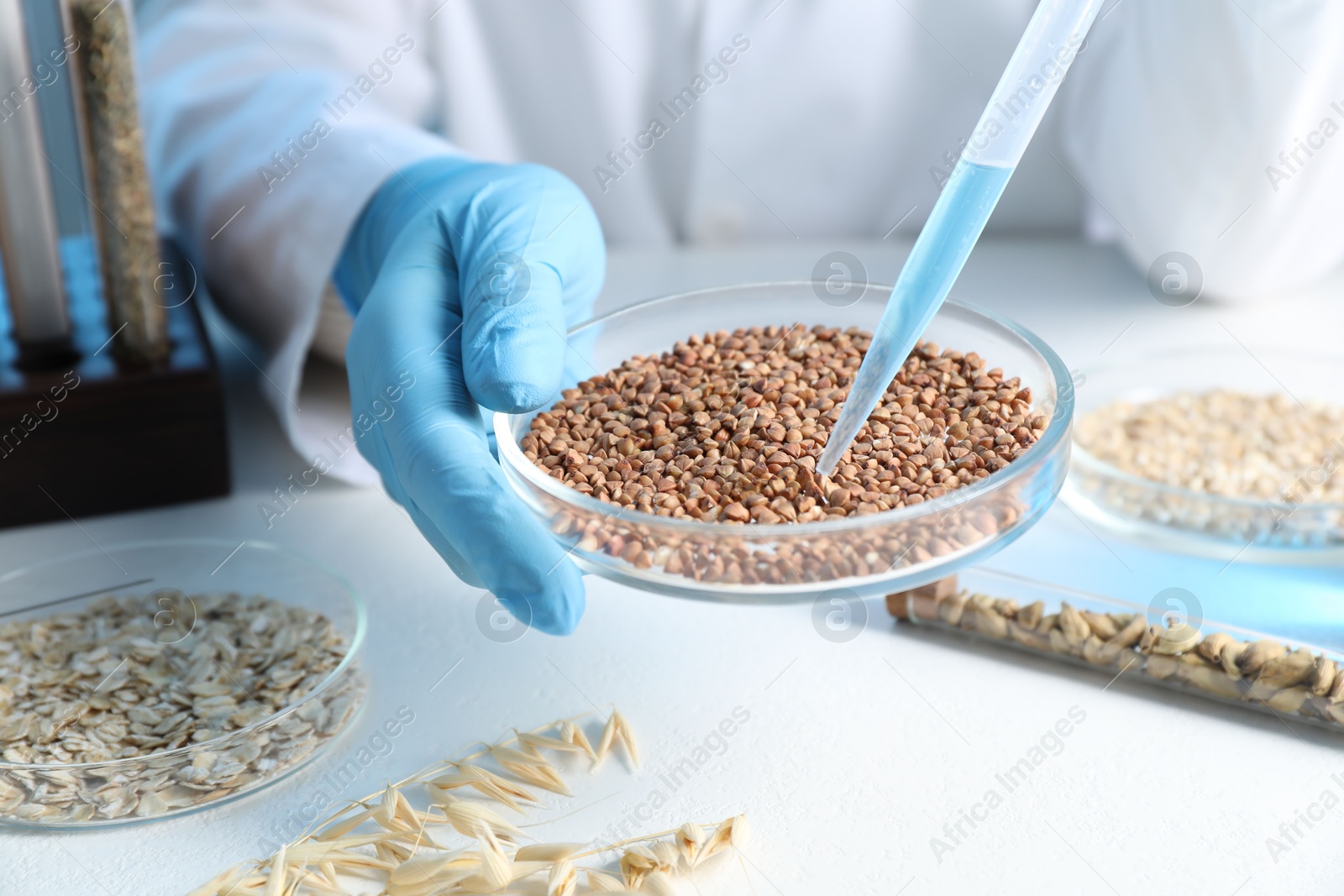 Photo of GMO concept. Scientist dripping something onto buckwheat grains at white table in laboratory, closeup