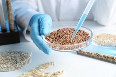 Photo of GMO concept. Scientist dripping something onto buckwheat grains at white table in laboratory, closeup