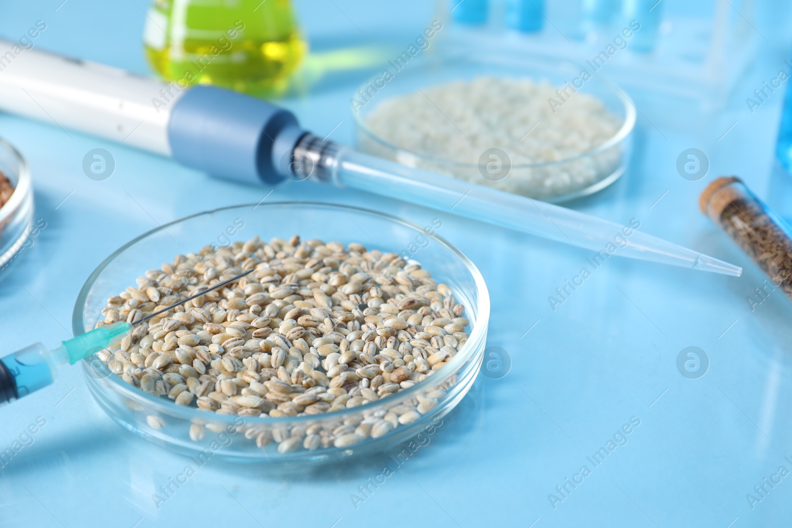 Photo of GMO concept. Petri dishes with cereal grains, syringe and micropipette on table, closeup