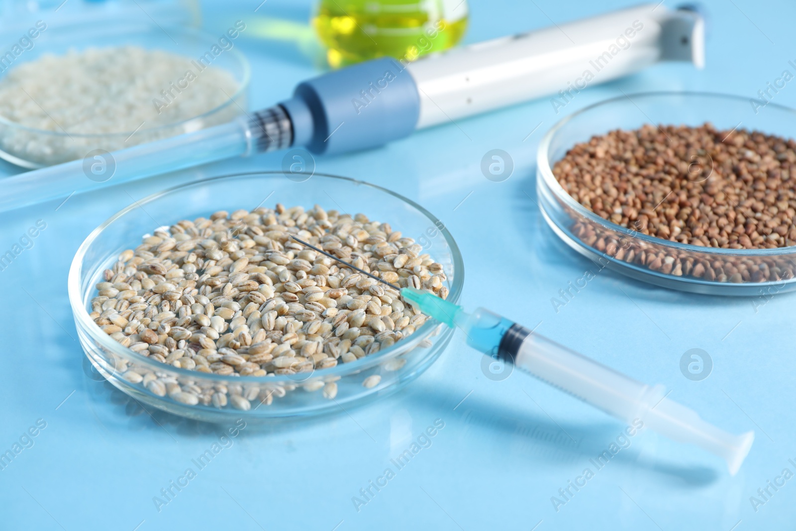 Photo of GMO concept. Petri dishes with cereal grains, syringe and micropipette on table, closeup