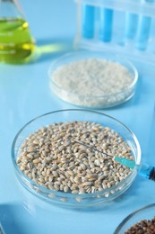 Photo of GMO concept. Petri dishes with cereal grains and syringe on table, closeup