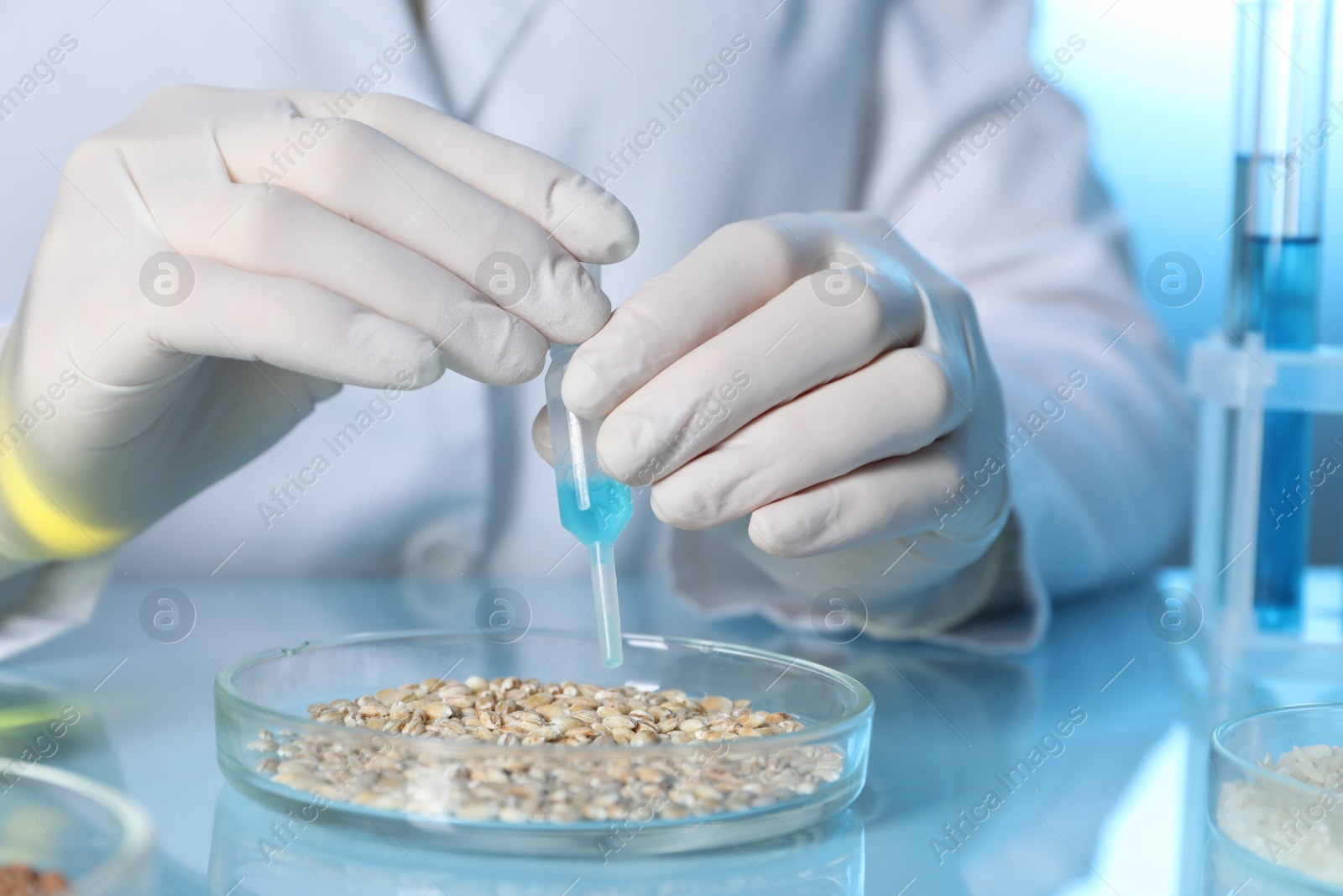 Photo of GMO concept. Scientist dripping something onto wheat grains at table in laboratory, closeup