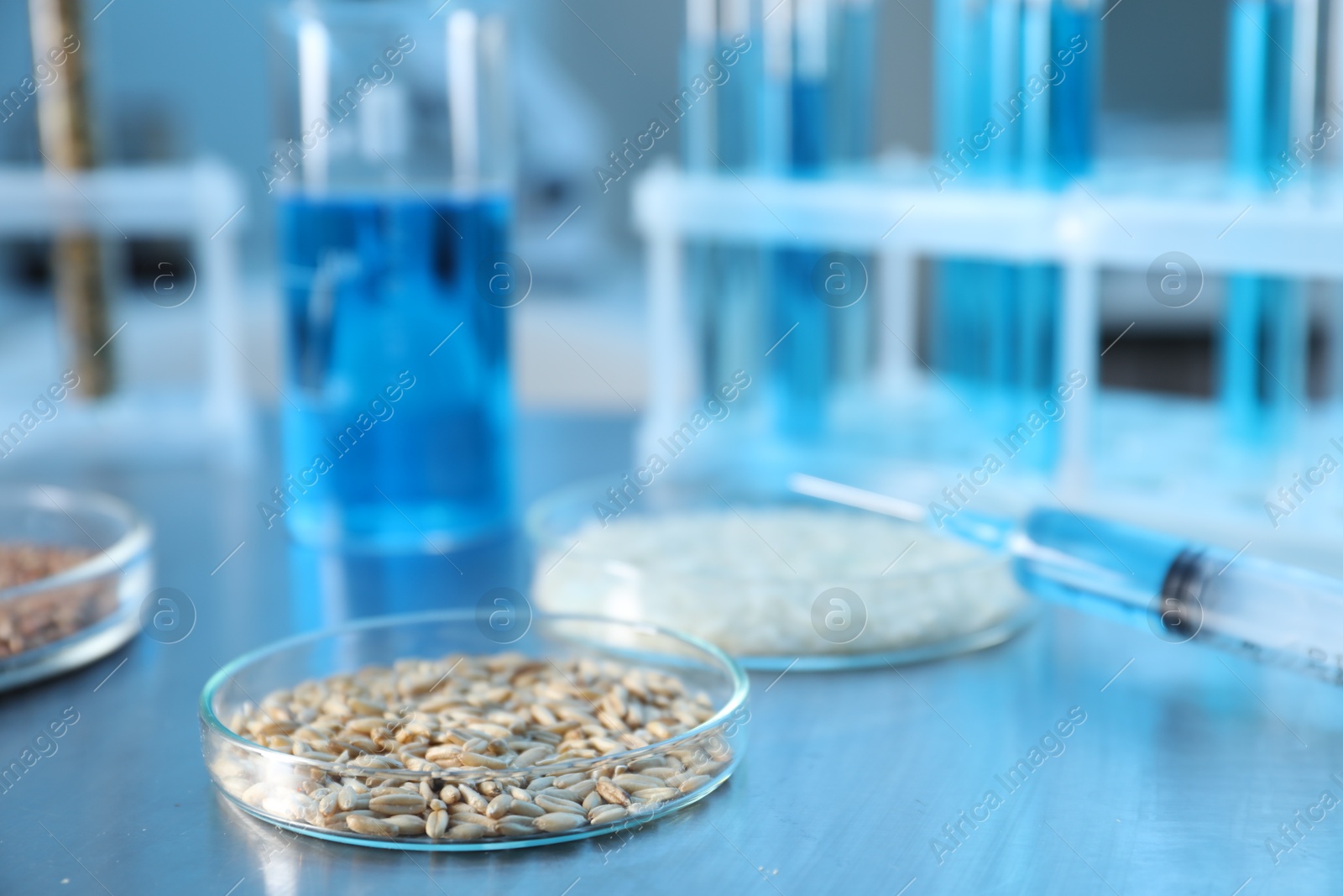 Photo of GMO concept. Petri dish with wheat grains and syringe on table in laboratory, closeup