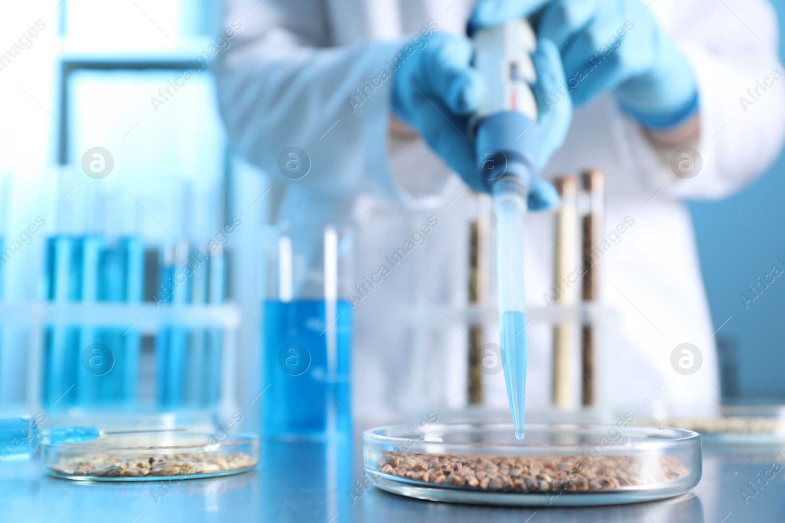 Photo of GMO concept. Scientist dripping something onto buckwheat grains at table in laboratory, closeup