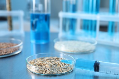 Photo of GMO concept. Petri dish with wheat grains and syringe on table in laboratory, closeup