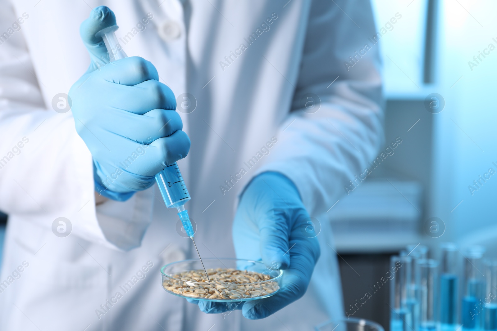 Photo of GMO concept. Scientist injecting something into wheat grains in laboratory, closeup