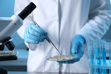 Photo of GMO concept. Scientist holding petri dish with oat grains and tweezers in laboratory, closeup