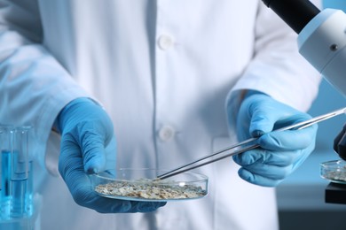 Photo of GMO concept. Scientist holding petri dish with oat grains and tweezers in laboratory, closeup