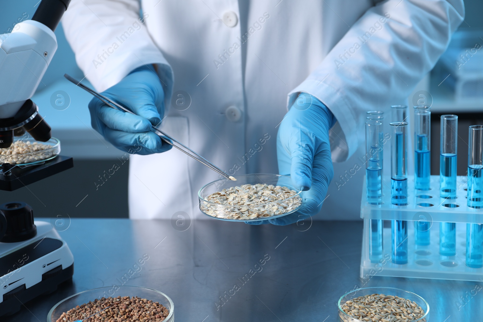 Photo of GMO concept. Scientist holding petri dish with oat grains and tweezers in laboratory, closeup