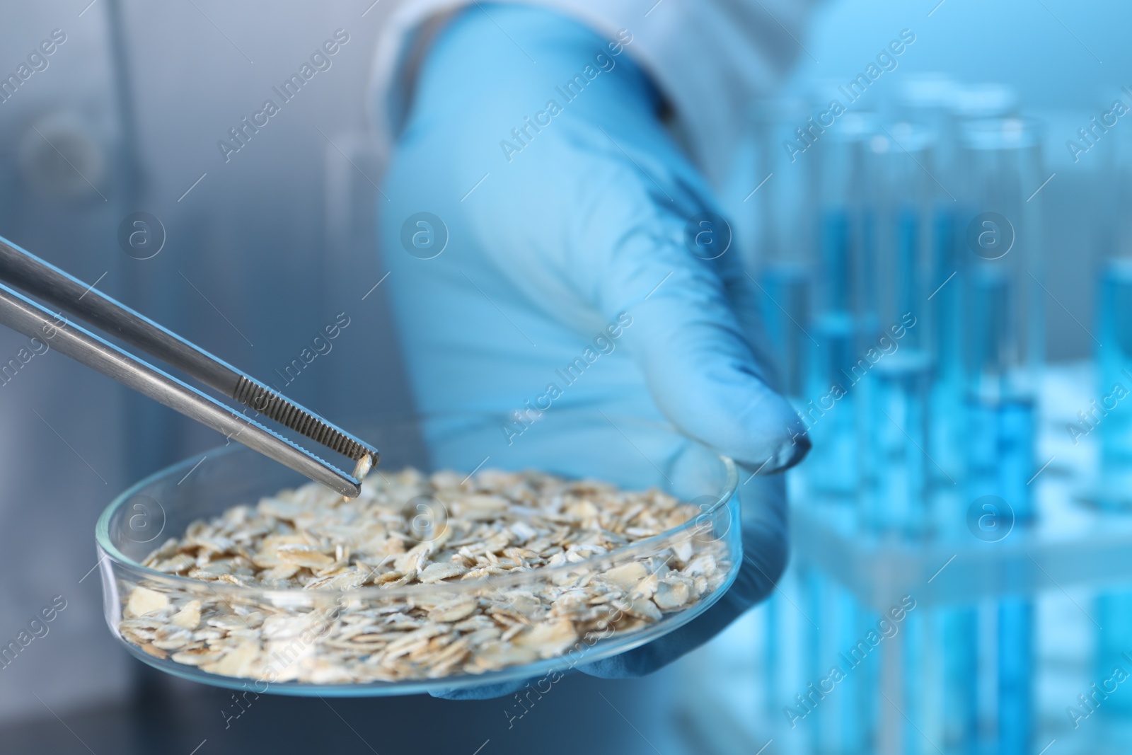 Photo of GMO concept. Scientist holding petri dish with oat grains and tweezers in laboratory, closeup