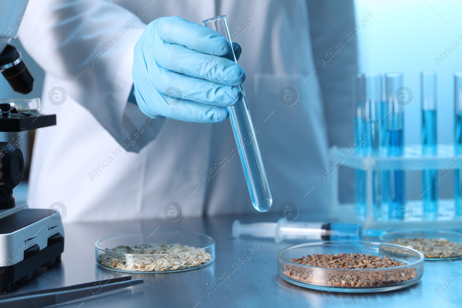 Photo of GMO concept. Scientist holding test tube of liquid at table with different cereal grains in laboratory, closeup