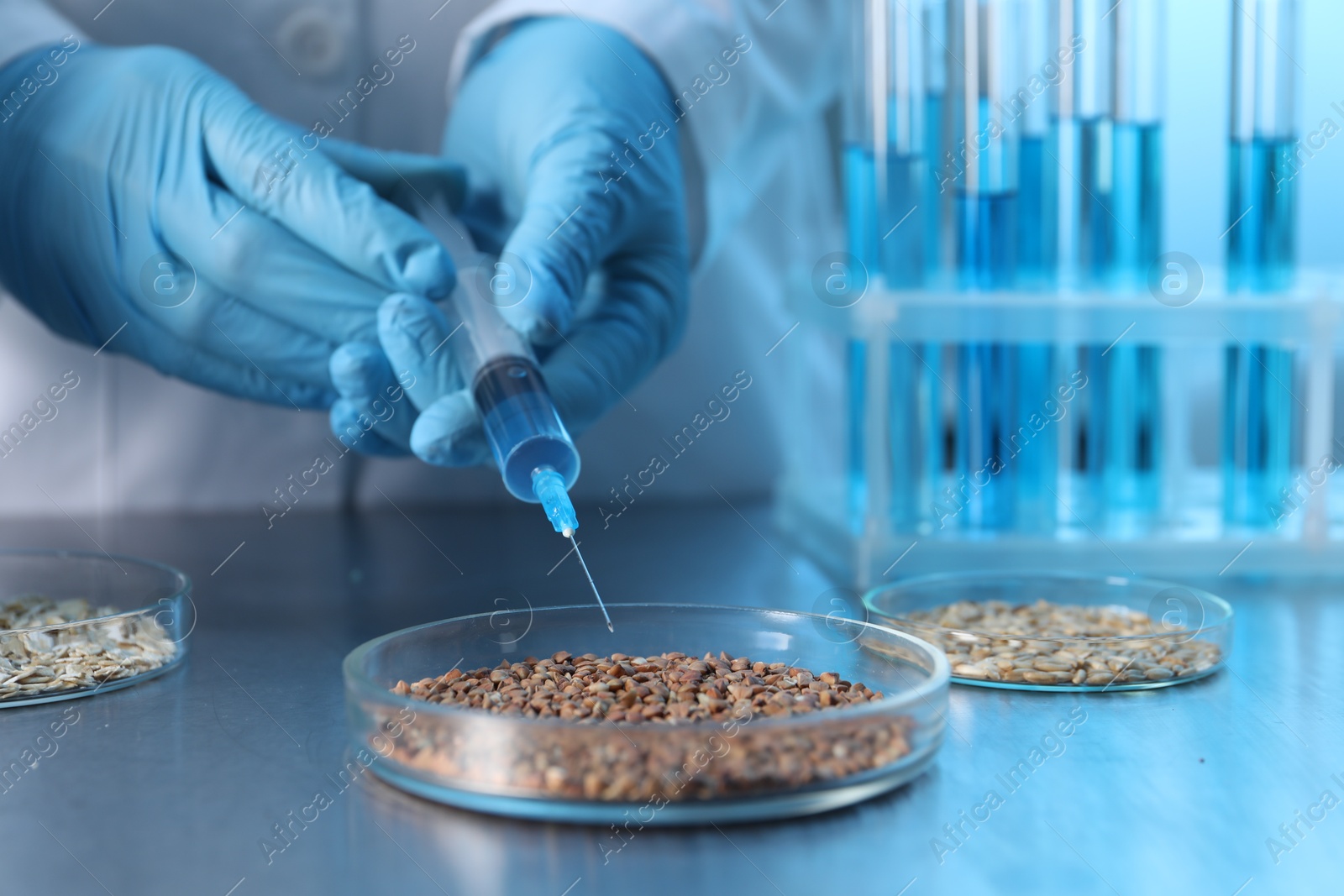 Photo of GMO concept. Scientist injecting something into buckwheat grains at table in laboratory, closeup