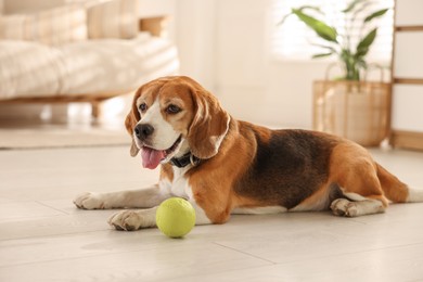 Photo of Cute dog playing with toy at home. Adorable pet