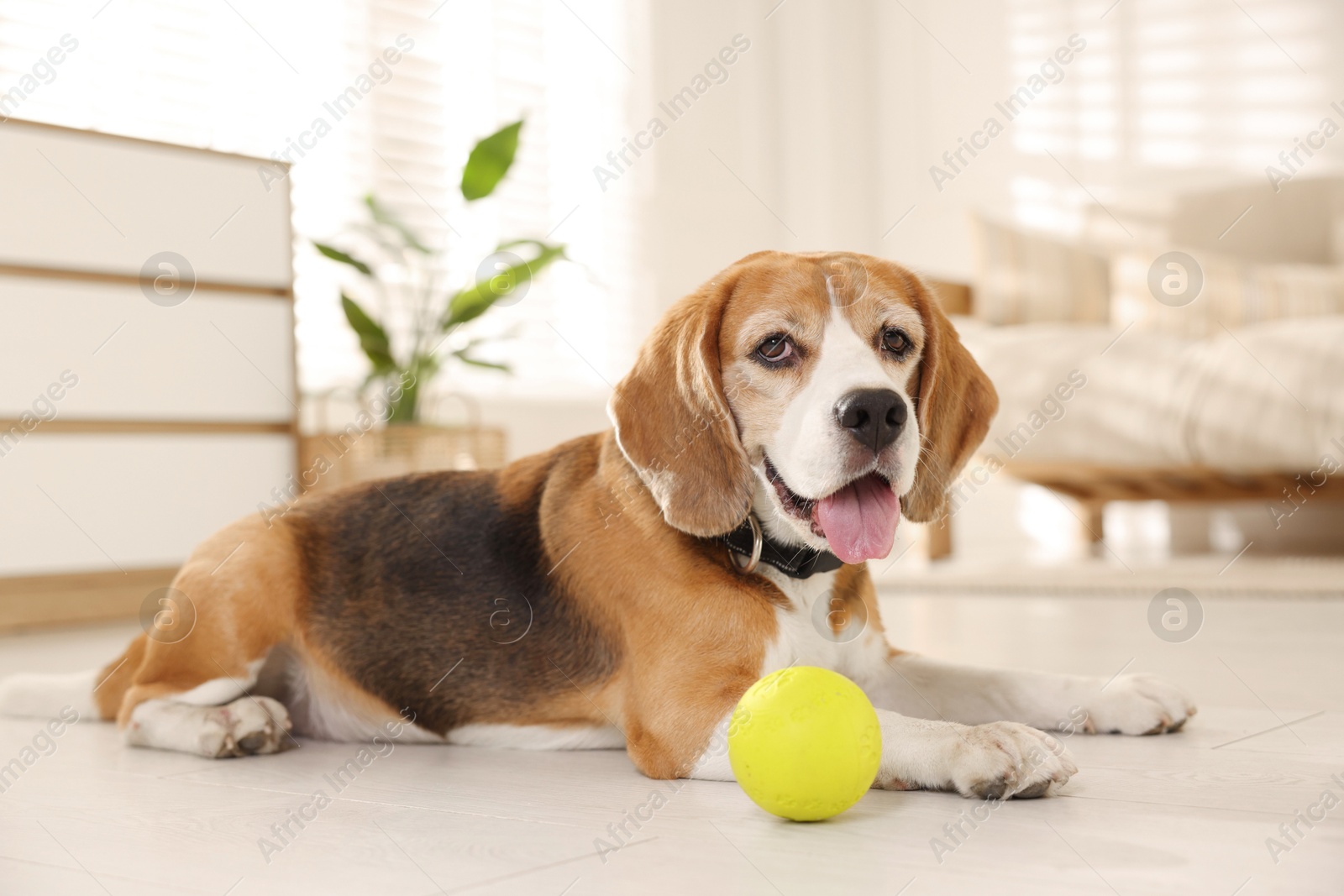 Photo of Cute dog playing with toy at home. Adorable pet