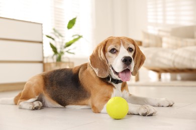 Photo of Cute dog playing with toy at home. Adorable pet