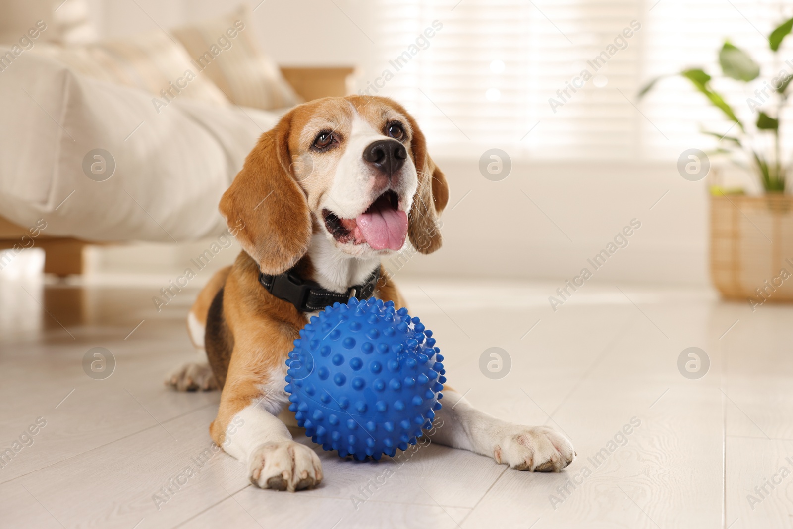 Photo of Cute dog playing with toy at home. Adorable pet