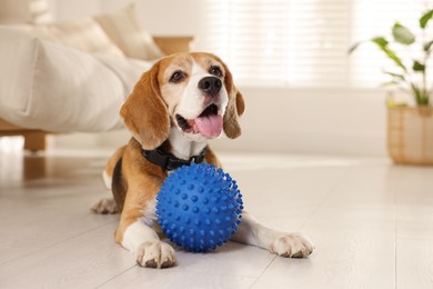 Photo of Cute dog playing with toy at home. Adorable pet