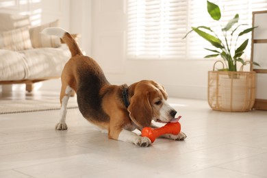 Photo of Cute dog playing with toy at home. Adorable pet